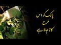 Palak Ki Katai Spinach Cutting In Village