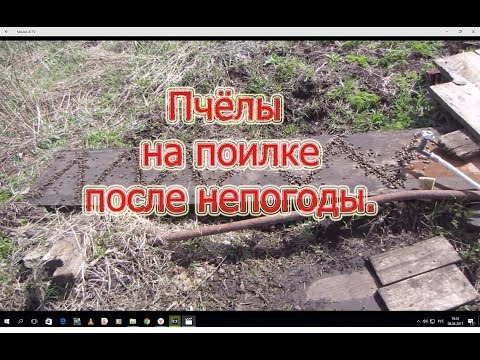 Пчёлки на поилке, после непогоды. Beekeeping.