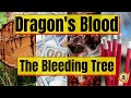 DRAGON S BLOOD Mystical Powers And Uses Yeyeo Botanica