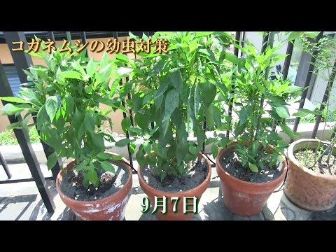 家庭菜園でコガネムシの幼虫を駆除するにはどうすればよいですか?識別および制御ソリューション  庭園