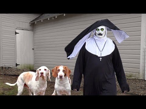 Dogs vs THE NUN Prank: Can These Funny Dogs Stop Devil Nun Valak?