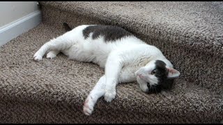 How To Give Medicine To Your Cat