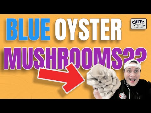 Did You Know This About Blue Oyster Mushrooms??