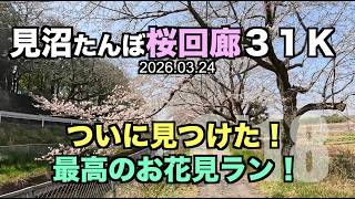 【花見ラン】お花見３１km走！埼玉、見沼たんぼ桜回廊！ 2026.03.24 #見沼たんぼ桜回廊 #花見ラン