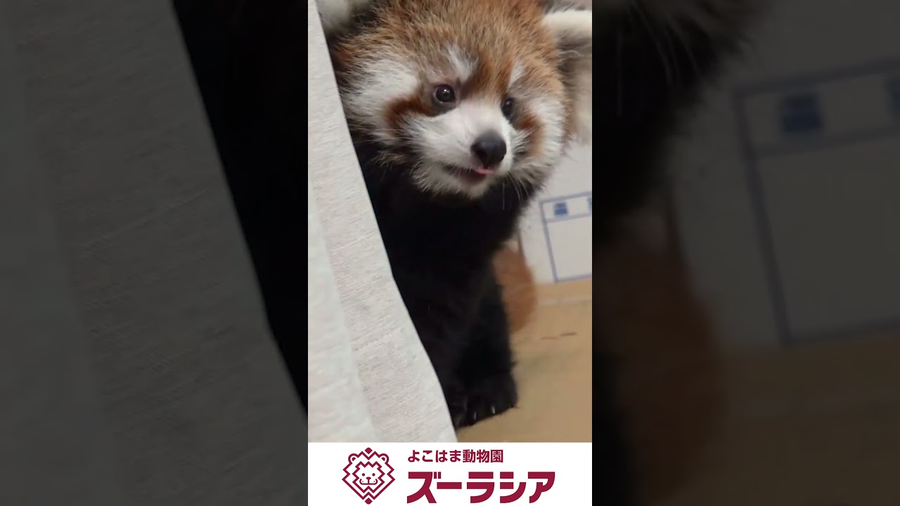 【ズーラシア公式】レッサーパンダの赤ちゃん(人工哺育個体) 10月3日(100日齢)の様子　#shorts