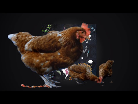Teleport Collective - Chicken In The Kitchen (Album: Do The Pump)