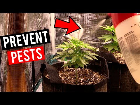Easy IPM Spray For Cannabis Plants! (Essential Oils For Gardening)