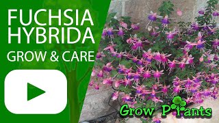 Fuchsia hybrida – grow & care (Beautiful Fuchsia plant)