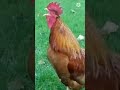 Sound Of Cock Cock