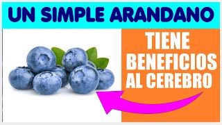 UN SIMPLE ARANDANO PUEDE SALVAR TUS NEURONAS