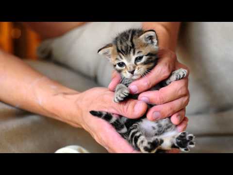 Natiruts Sorri, Sou Rei