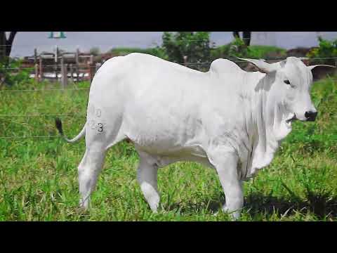 SINO AGROPECUÁRIA - BEZERRA NELORE - L4423 SINO - SINO 4423