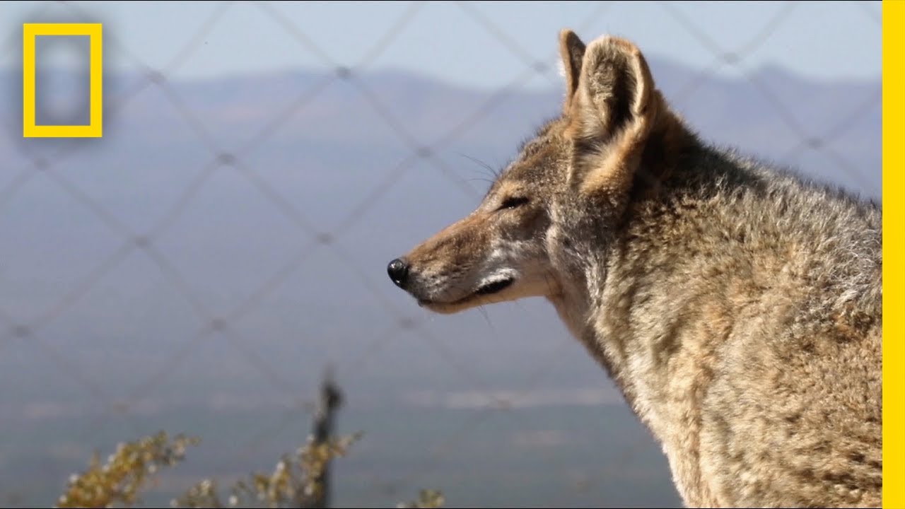U.S.-Mexico Border Wall: Are Animals at Risk?