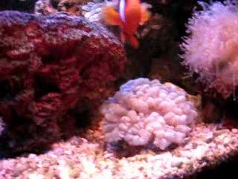 Cil's New Fishies June 9, 2008