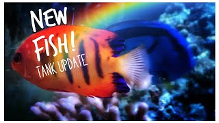 New Fish! Epic 180 gallon Custom Reef Tank Update February 2020