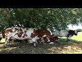 Landschapsbeheer Flevoland wil meer beschutting voor koeien in de wei