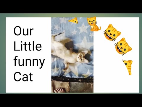 Our little funny cat🐈🐈🐱