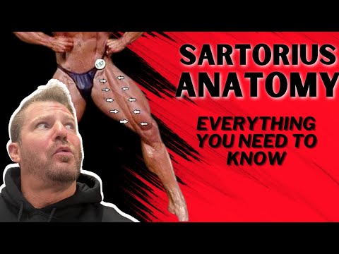 "The Sartorius Muscle: Unveiling Its Intricate Anatomy"