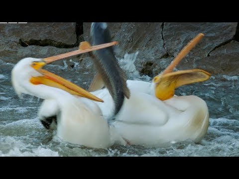 Pelican's Fishing Fail | Earth's Great Rivers | BBC Earth