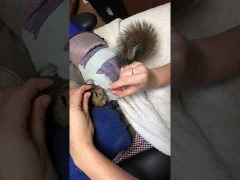 Bot Fly Removal Squirrel