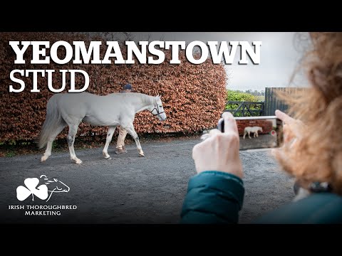 ITM Irish Stallion Showcase 2021 - Yeomanstown Stud