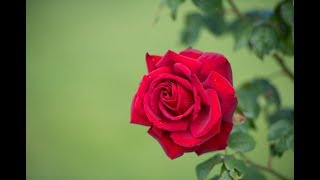 My Love Is Like A Red Red Rose Robert Burns Song Scotland