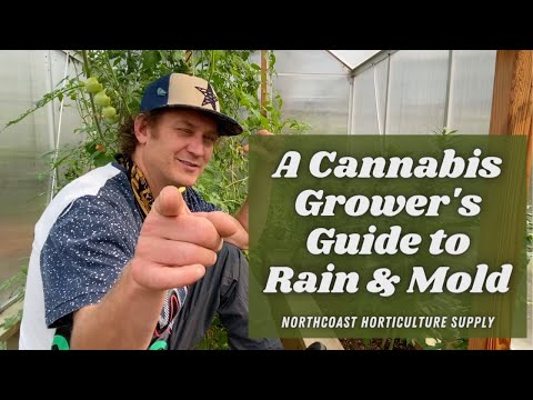 Cannabis Grower's Guide to Rain & Mold