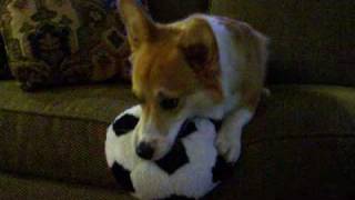 preview picture of video 'Joey the Welsh Corgi and his soft soccer ball'