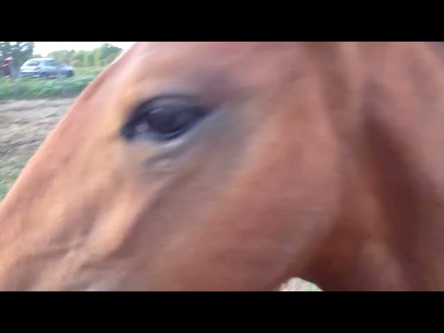 Cheval lusitanien / pouliche baie