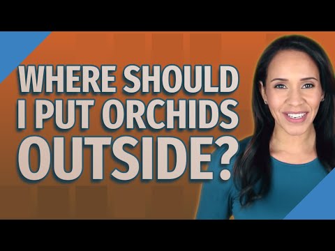 Where should I put orchids outside?
