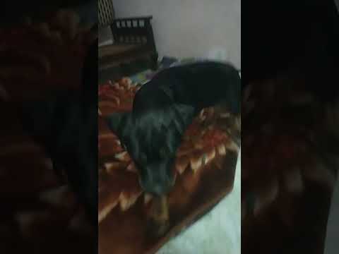 Rottweiler puppies #shorts #dogs #rottweilerpuppy #rottweiler #sweety #review