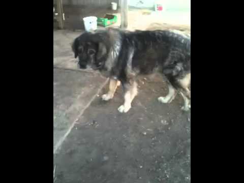 Qeni I fadil barileva