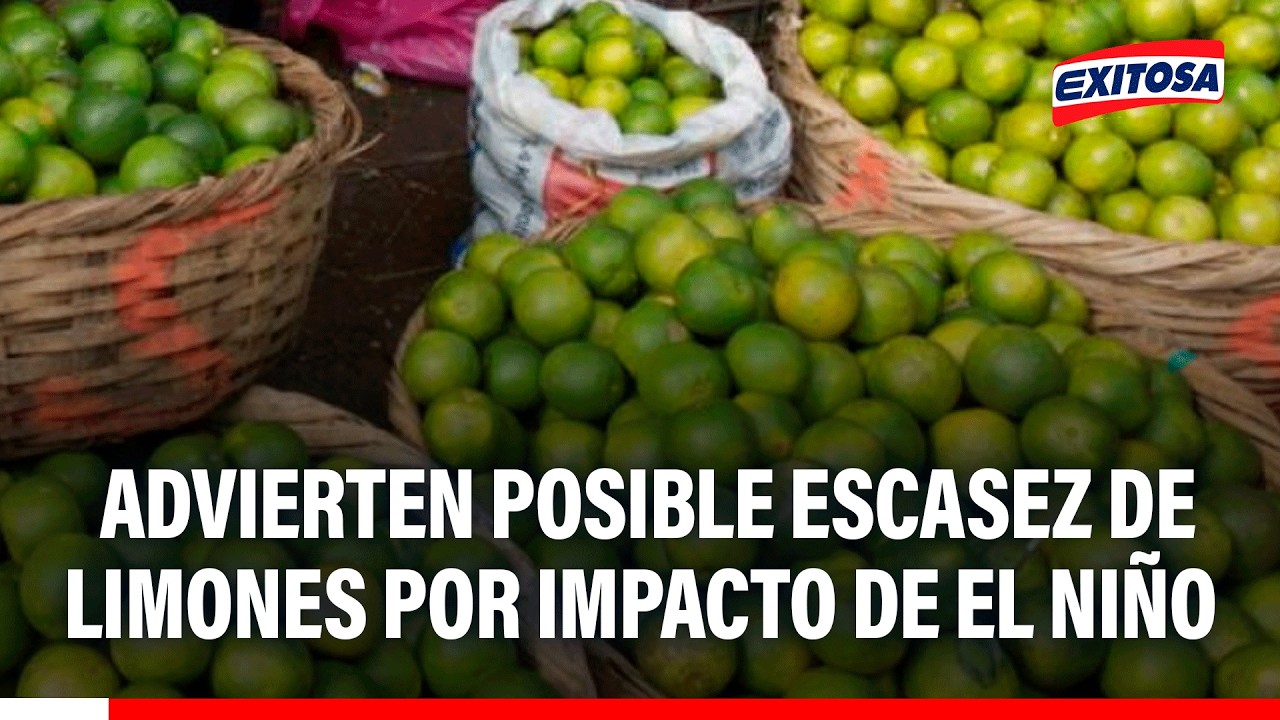 🔴🔵 Piura: Advierten posible escasez de limones por impacto de El Niño en la producción