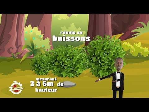 2 minutes to understand KINKELIBA, Wednesday, March 4, 2020