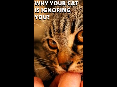 Why Your Cat Is Ignoring You? #Shorts