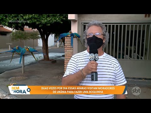 Todos os dias esta vizinhança de Urânia recebe a visita de pelo menos 20 araras!