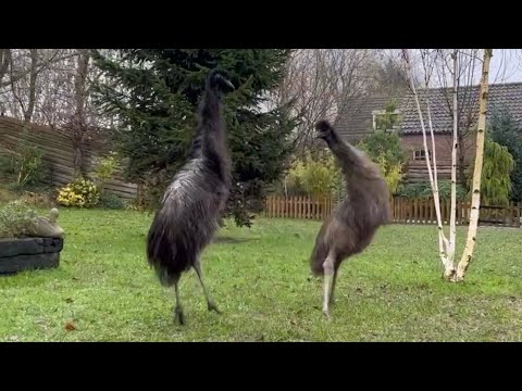 Emu Floki falls over while dancing #birds #animals  #funny #fyp #emu