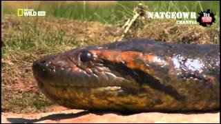 Смотреть онлайн Интересный фильм о змеях: Анаконда