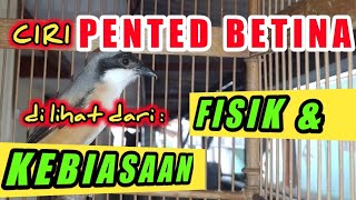 Download lagu Ciri Fisik dan Kebiasaan Pented / Cendet Betina mp3 Download lagu Ciri Fisik dan Kebiasaan Pented / Cendet Betina mp3