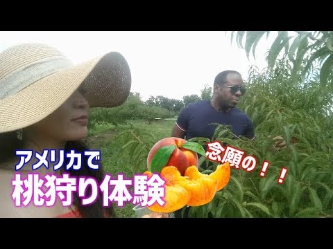 アメリカで桃狩りの巻