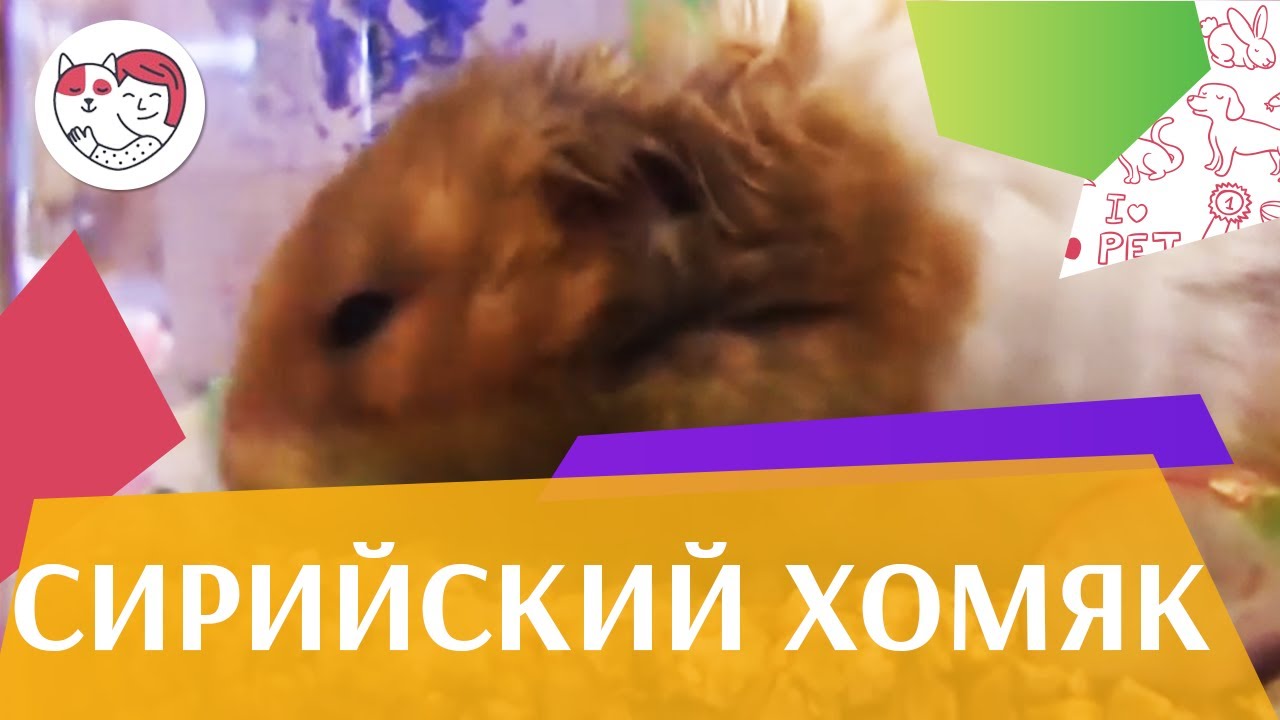 Сирийский хомяк Содержание на ilikepet
