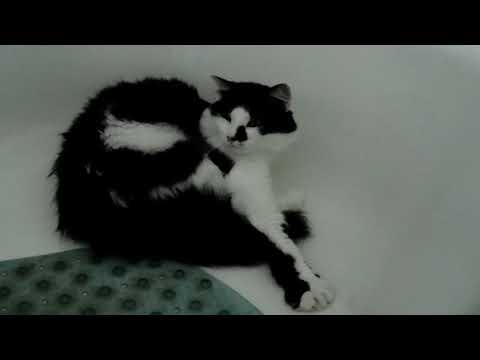 Cat sleeping in the bath tub