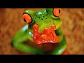 'Good bye, Mister Froggie' Quartet rendition by Bruno Rigassi