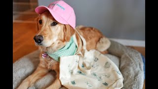 いつもとは違うオシャレな格好でのお出かけにテンションがおかしくなったゴールデンレトリバー｜オシャレしてお出かけした日♪