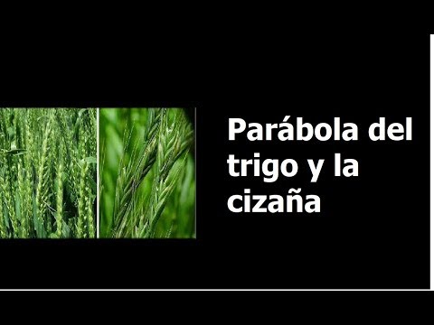 Parábola del trigo y la cizaña | The Secret of the Stars