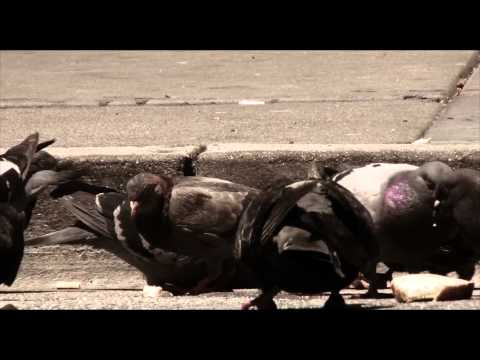 "The City" - Zyme feat The Grouch 2012