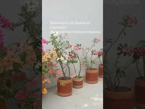 Conozca el Restaurante Los Guanes en Capitanejo Santander