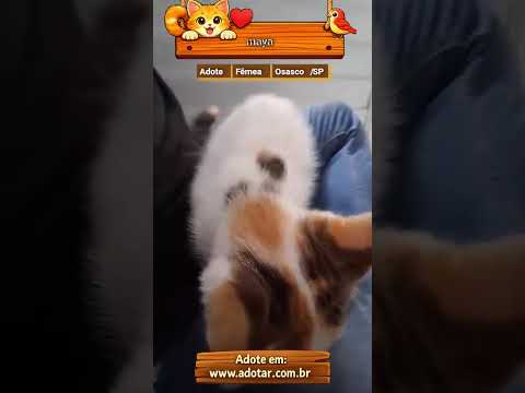 Vídeo de maya