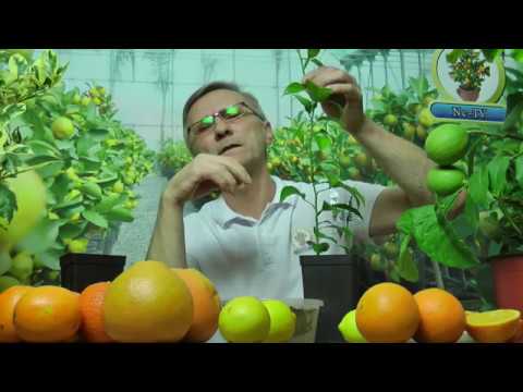 Cyrus z nasiona i co dalej ? - Cytrusy w Nc-TV cz. 2 -