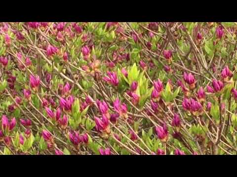 4/18.  Azaleas start to bloom in the Ajin peak.